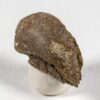 Rare hatchling dinosaur claw &#8211; Pachycephalosaurus, The Natural Canvas