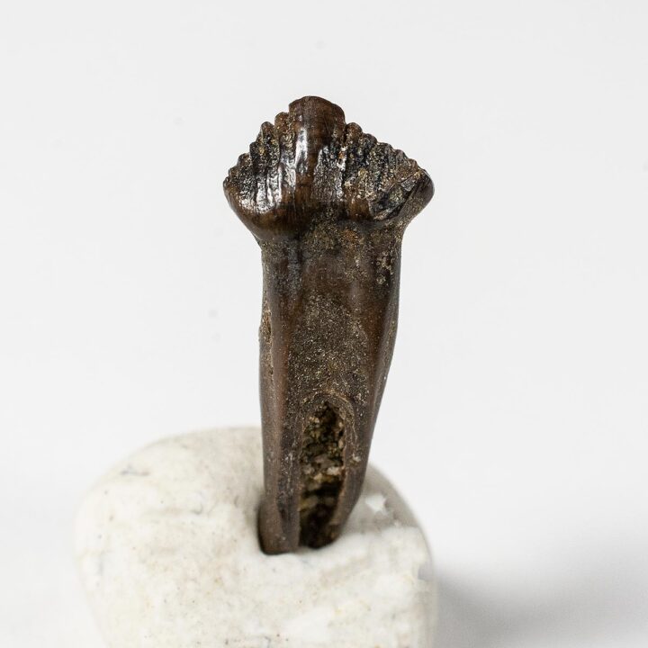 Rooted dinosaur tooth &#8211; Pachycephalosaurus, The Natural Canvas