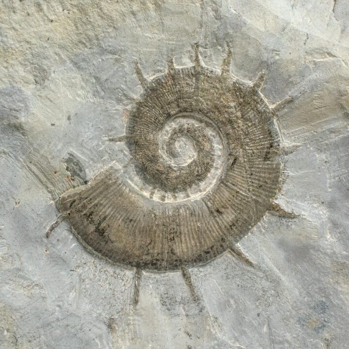 Spiny heteromorph ammonite &#8211; Crioceras, The Natural Canvas