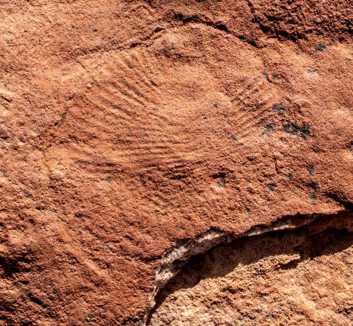 Rare Precambrian Association &#8211; Dickinsonia and Tribrachidium, The Natural Canvas