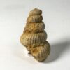 Rare heteromorph ammonite &#8211; Turrilitoides hugardianus, The Natural Canvas