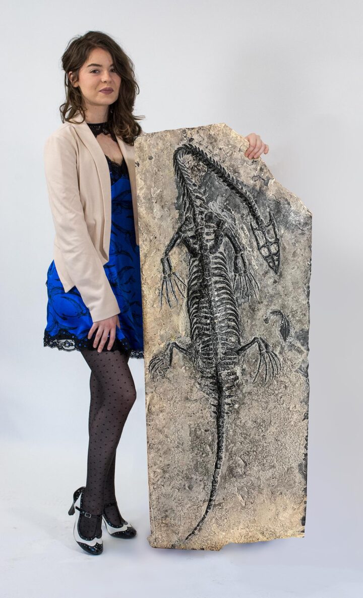 Huge Triassic Sea Monster &#8211; Lariosaurus, The Natural Canvas