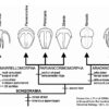 Precambrian proto-arthropod &#8211; Parvancornia, The Natural Canvas