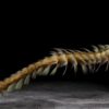 Burgess Shale polychaete &#8211; Burgessochaeta setigera, The Natural Canvas