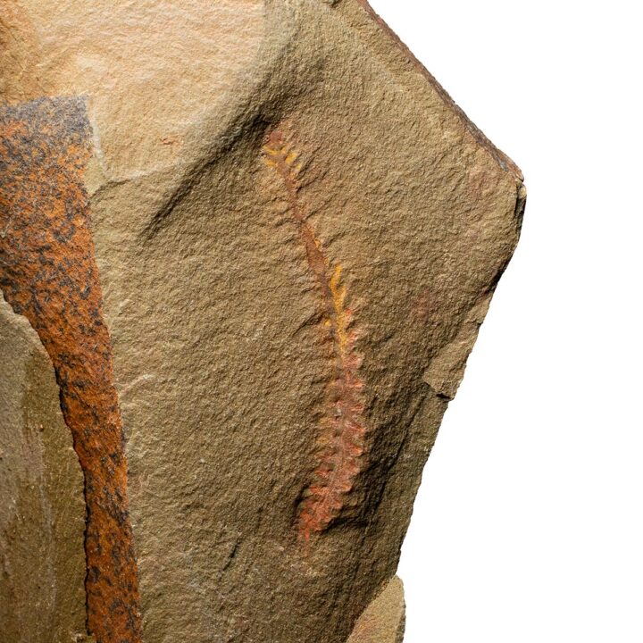 Softbodied fossil &#8211; Ordovician Polychaete Worm, The Natural Canvas