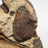 Cretaceous palm fruit &#8211; Spinifructus, The Natural Canvas