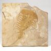 Upper Cambrian Softbodied Arthropod &#8211; Falcatamacaris, The Natural Canvas