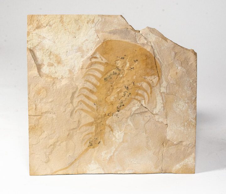 Upper Cambrian Softbodied Arthropod &#8211; Falcatamacaris, The Natural Canvas