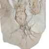 Enormous fossil squid &#8211; Leptotheuthis, The Natural Canvas