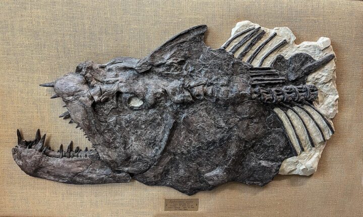 Monster Cretaceous fish &#8211; Xiphactinus audax, The Natural Canvas