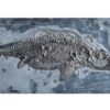 Jurassic ichthyosaur - Stenopterygius - Image 2