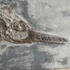 Jurassic ichthyosaur &#8211; Stenopterygius, The Natural Canvas