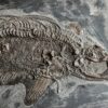 Jurassic ichthyosaur - Stenopterygius - Image 4