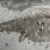 Jurassic ichthyosaur &#8211; Stenopterygius, The Natural Canvas