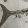 Jurassic ichthyosaur - Stenopterygius - Image 6