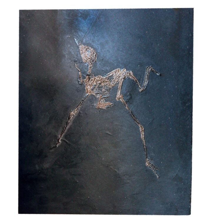 Eocene Messel bird &#8211; Messelornis, The Natural Canvas