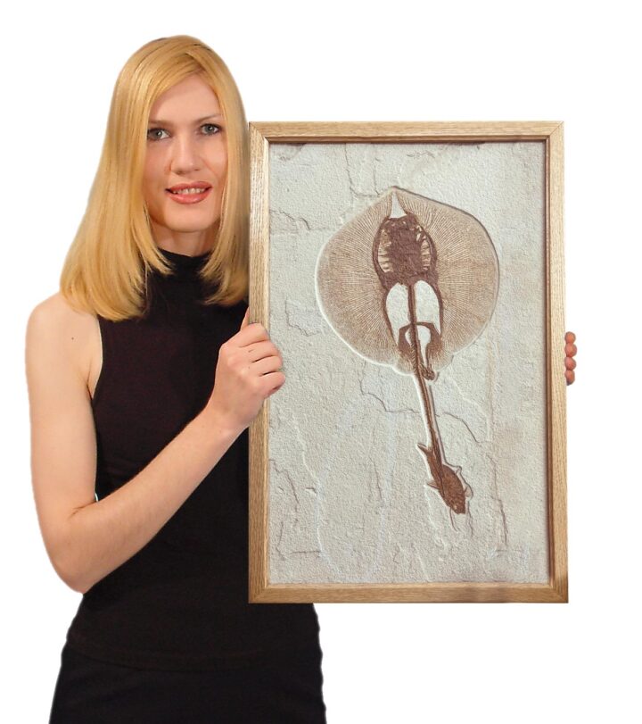 Big Eocene stingray &#8211; Heliobatis, The Natural Canvas