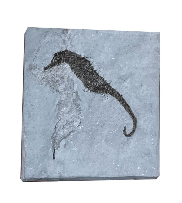 Fossil seahorse &#8211; Hippocampus, The Natural Canvas