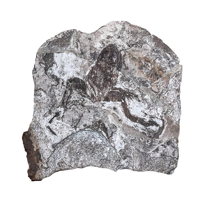 Czech fossil frog &#8211; Palaeobatrachus, The Natural Canvas