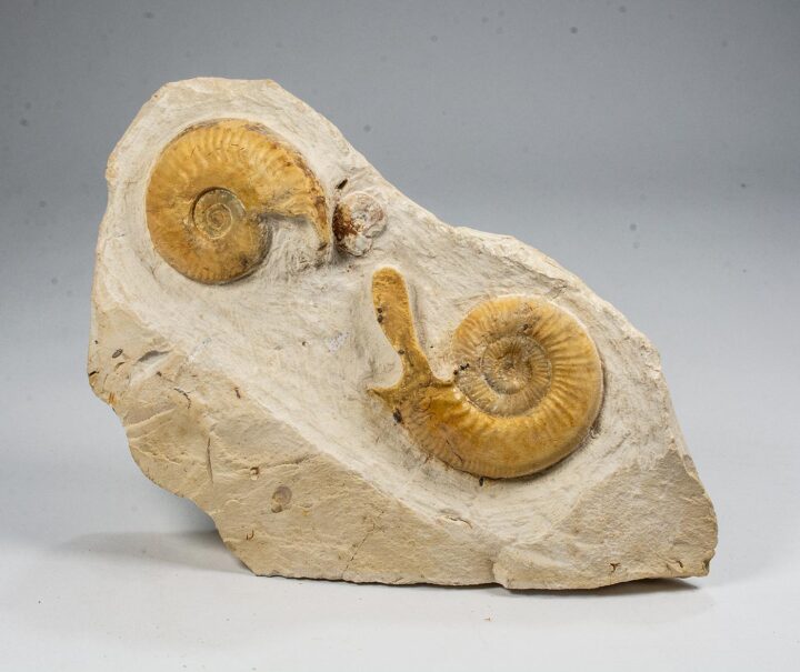 Unusual ammonite with lappets &#8211; Indosphinctes, The Natural Canvas