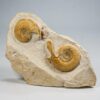 Unusual ammonite with lappets &#8211; Indosphinctes, The Natural Canvas