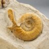 Unusual ammonite with lappets &#8211; Indosphinctes, The Natural Canvas