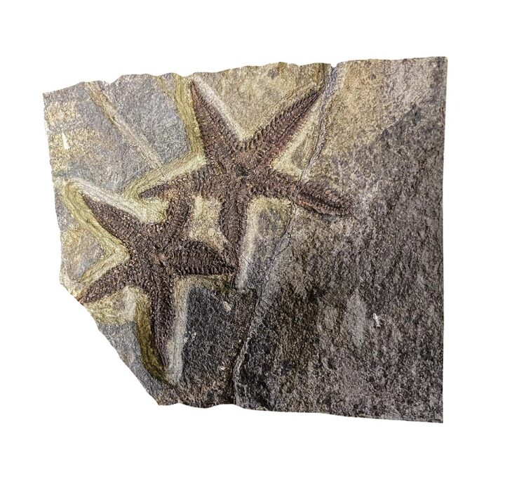 California Eocene starfish &#8211; Astropecten, The Natural Canvas