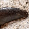 Allosaurid tooth from Portugal, The Natural Canvas