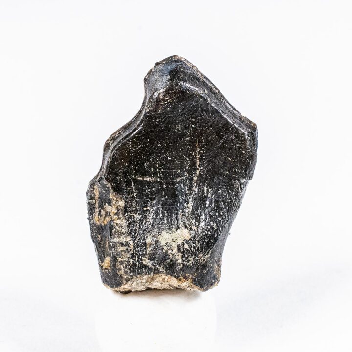 Sauropod tooth from Portugal &#8211; Turiasauridae, The Natural Canvas