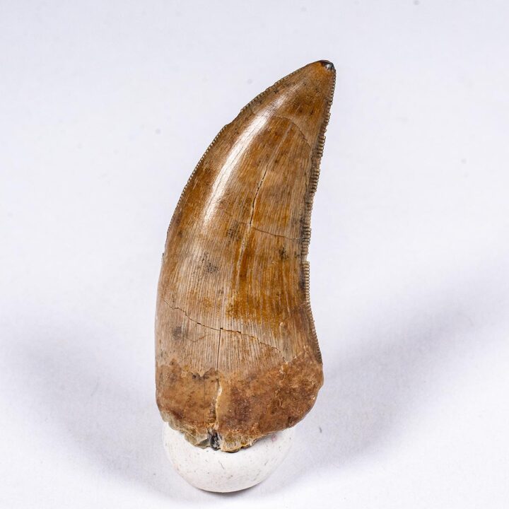 Texas tyrannosaurid tooth, The Natural Canvas