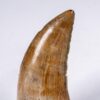 Texas tyrannosaurid tooth, The Natural Canvas