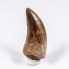 Texas tyrannosaurid tooth, The Natural Canvas