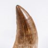 Texas tyrannosaurid tooth, The Natural Canvas