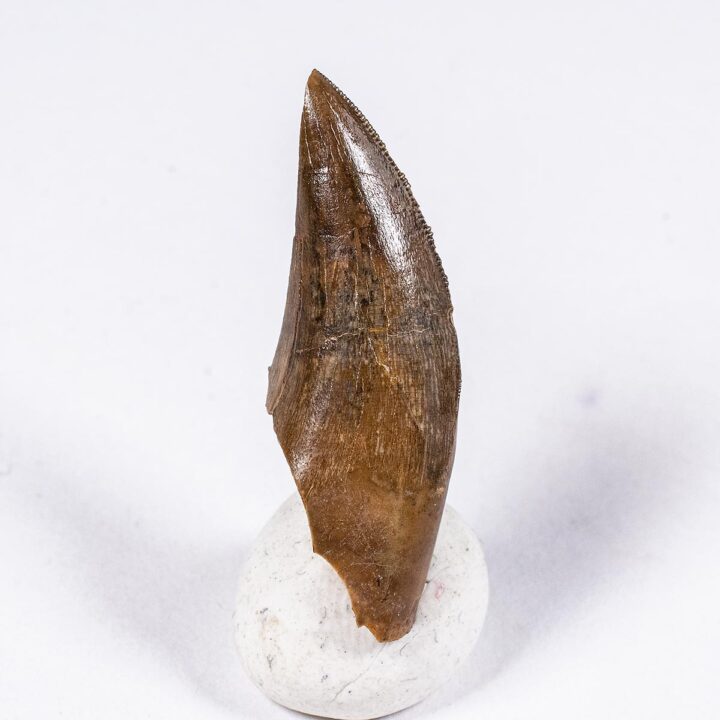 Texas tyrannosaurid tooth, The Natural Canvas