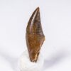 Texas tyrannosaurid tooth, The Natural Canvas