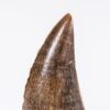 Texas tyrannosaurid tooth, The Natural Canvas