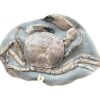 Eocene Crab &#8211; Branchioplax, The Natural Canvas