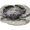 Oligocene Crab &#8211; Maeandicampus starri, The Natural Canvas