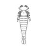 Rare Eurypterid &#8211; Pterygotus (Erettopterus), The Natural Canvas