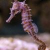 Fossil seahorse &#8211; Hippocampus, The Natural Canvas