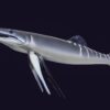 Big Cretaceous &#8220;Swordfish&#8221; &#8211; Protosphyraena, The Natural Canvas