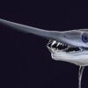 Big Cretaceous &#8220;Swordfish&#8221; &#8211; Protosphyraena, The Natural Canvas