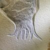 Huge fossil squid - Leptotheuthis - Image 2