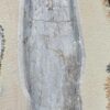 Huge fossil squid - Leptotheuthis - Image 3