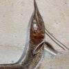 Big Jurassic fish - Aspidorhynchus - Image 3