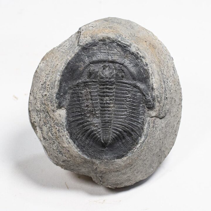 Rare Canadian trilobite - Pterocephalia