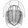 Rare Canadian trilobite - Pterocephalia - Image 2