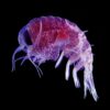 Rare deep sea  arthropod - Amphipod - Image 3