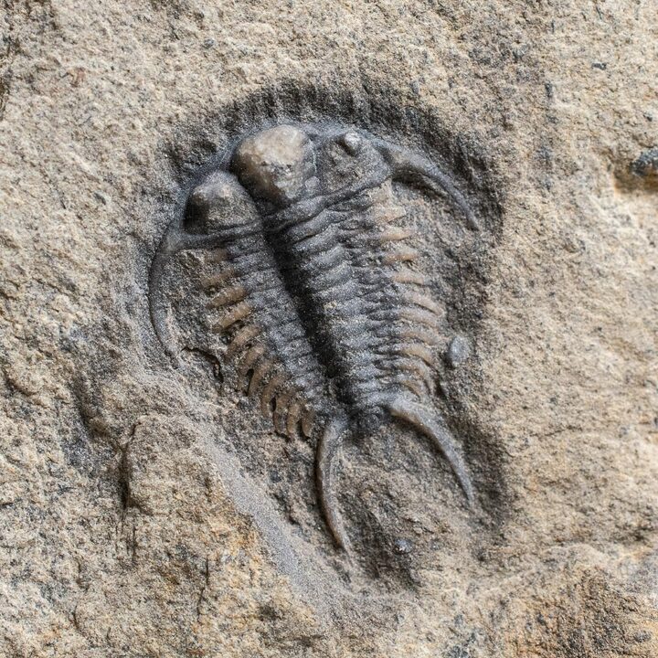 Rare trilobite - Ceraurus pleurexanthemus