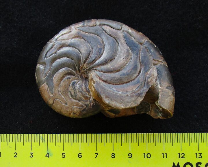 Miocene nautiloid - Aturia